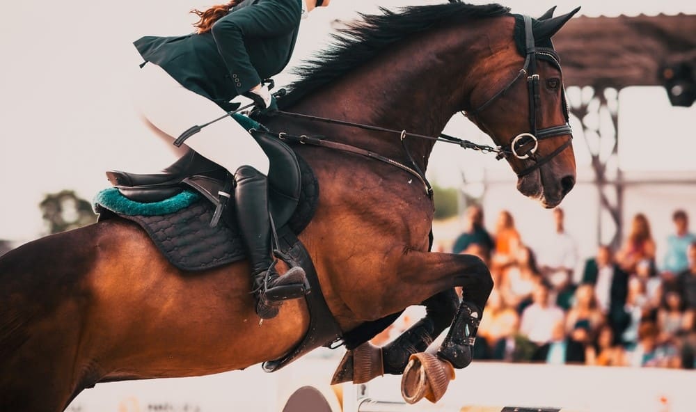 jockey sur son cheval